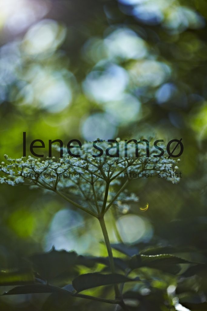 Hyldeblomst